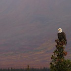 Denali05_05.jpg