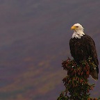 Denali05_06.jpg