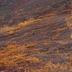 Denali05_14.jpg