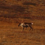 Denali05_19.jpg