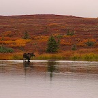 Denali05_26.jpg