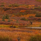 Denali05_27.jpg