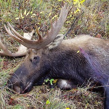 moose07.jpg